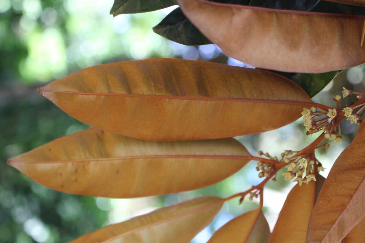 Chrysophyllum cainito L.